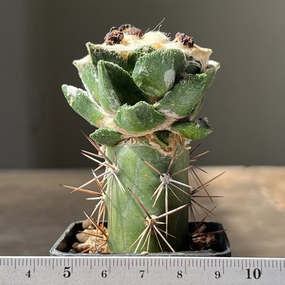 A56-581 Cactus bravoanus, VM288, El Nunez, grafted