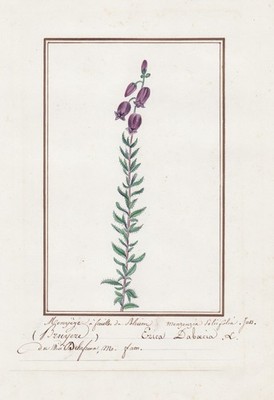 Erica Daboecia Glockenheide flower botany Aquarell watercolor drawing 1830