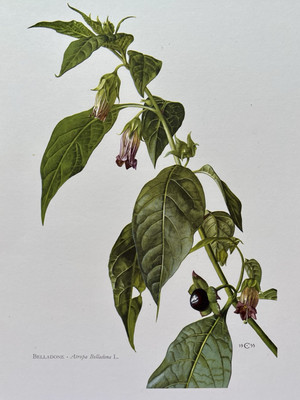 BOTANICAL PRINT BELLADONE