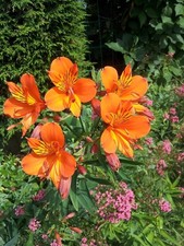 Pretty Imported Double Alstroemeria Orange Flower bulbs Pack Of 2 Bulbs