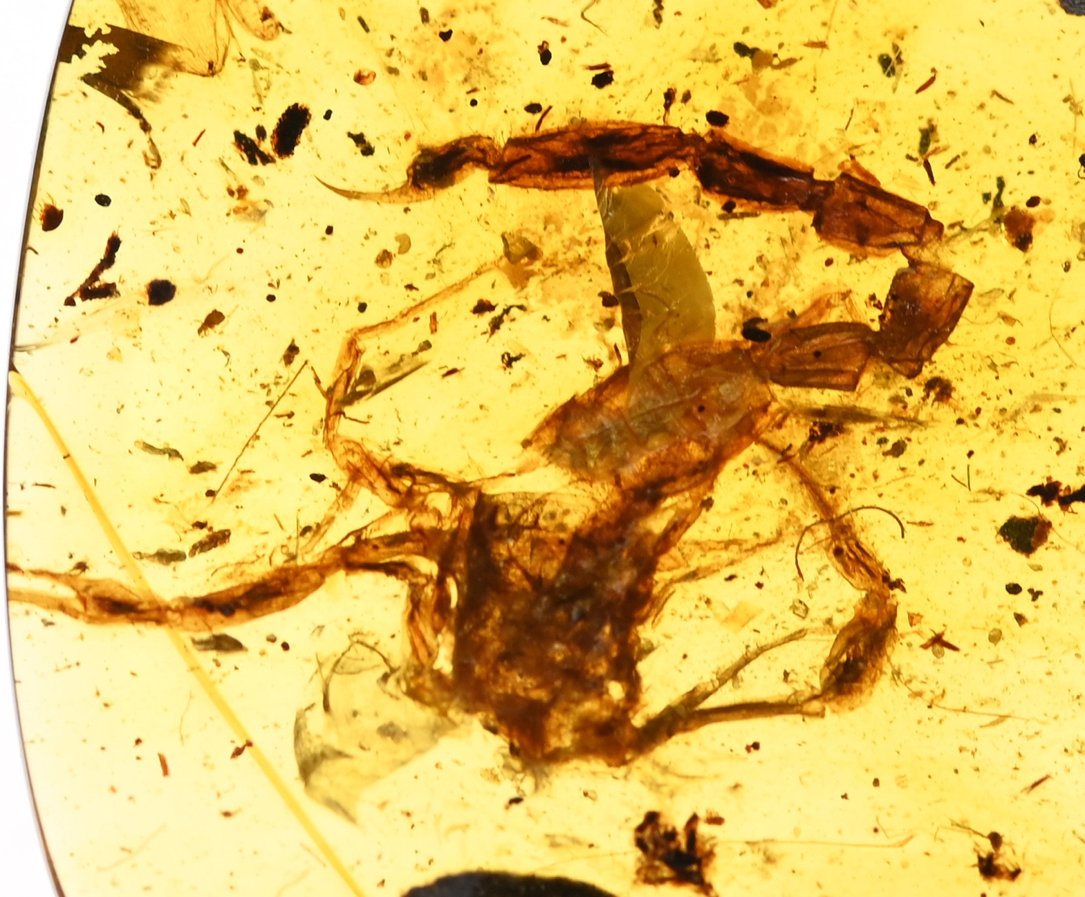 Rare Bargain Scorpion, Fossil insect inclusion in Burmese Amber
