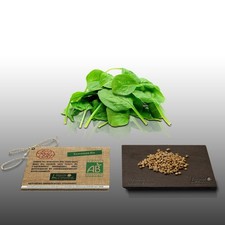 250 graines Bio à semer - LGA Graines - EPINARD Géant d'hiver - Certifié AB