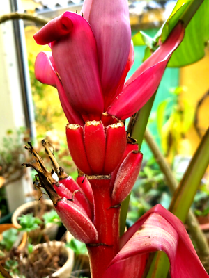 Banane rot, Musa Roja, Red dolce, essbare Banane, pink Frucht, 5 Samen |  eBay.de