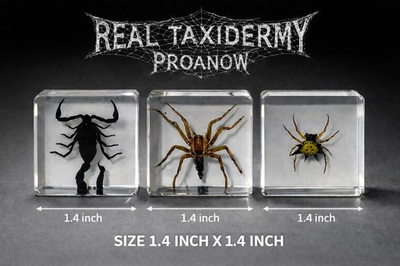 #ad Real Taxidermy Real Spider And scorpion $29.00