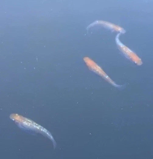 10+2 Medaka  Variety Pack.US bred High Quality Japanese Rice Fish - Image 2 of 4