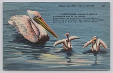 Vintage Linen Postcard Florida Mother and Baby Pelicans Tichnor Bros