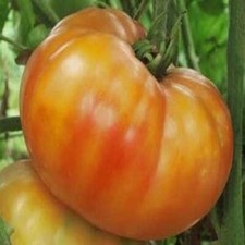Tomato Big Rainbow Great Heirloom Garden Vegetable By Seed Kingdom 1/4 Lb Seeds