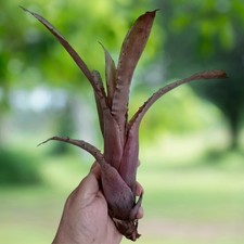 BUY 4 SAVE 20% BROMELIAD Hohenbergia 'PENNAE X LEMEI Pink Clone' 1st for Sale