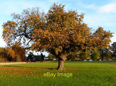 Photo 6x4 Tree at the cricket ground in Barkby  c2012