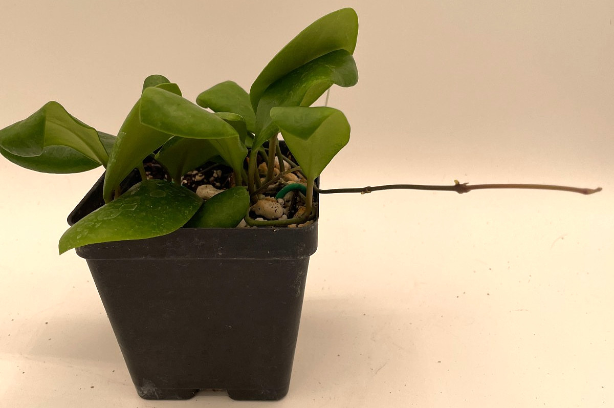Hoya Lucardenasiana RARE! Well Rooted In 3.5" pot - Very Healthy - Houseplants