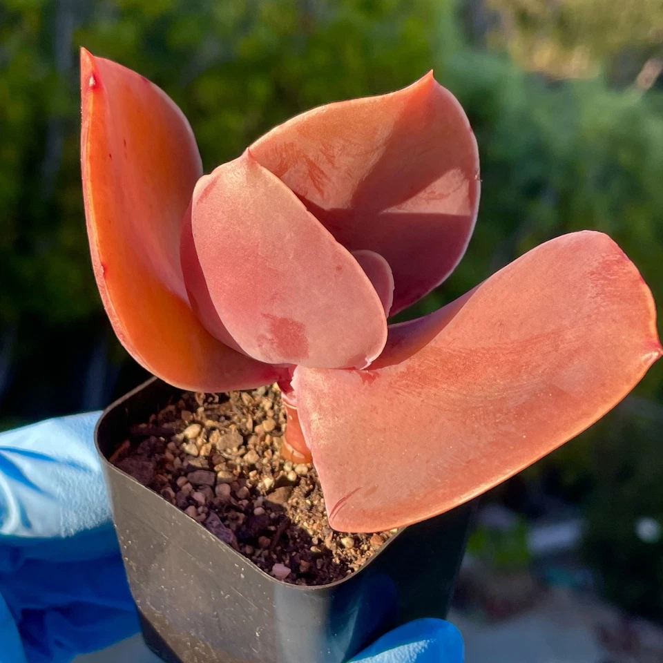 Raro Echeveria Suculento 2.5 Pulgadas Enraizado Saludable Fácil Cuidado Rosa Planta Viva Regalo Foto 3 de 4