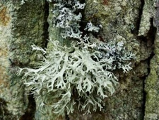 Oakmoss abs oil 100 % PURE Evernia Prunastri. Undiluted. Viscous consistency.