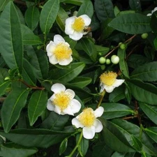 Green Tea Plant - Camellia sinensis 4 to 6 inch Tall- Starter Plant