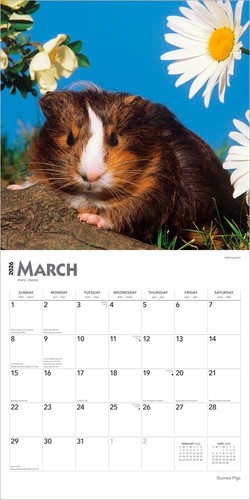 Meerschweinchen | 2026 12x24" (hängend) quadratischer Wandkalender | plastikfrei - Bild 3 von 9