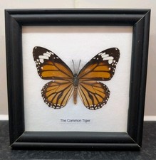 Framed Common Tiger Butterfly / Danaus Genutia