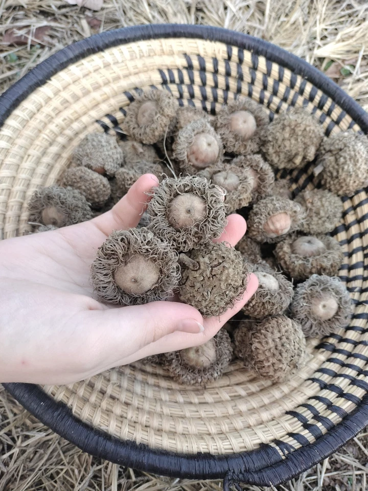 20 Burr Oak Tree Acorns Large Burr Oak Seeds For Planting/Crafts/Wildlife - Image 4 of 4