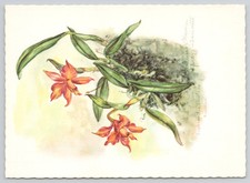 Cartolina Sophronitis coccinea Orchidea Brasile