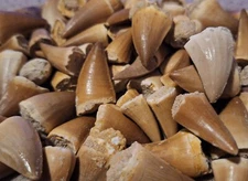  Mosasaur Tooth  Avg 1" Fossil Morocco Dinosaur  Megalodon Era Teeth 