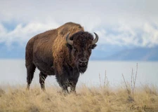 Bison by Matthew Huras Fine Art Print Wildlife Nature Hunting 17x23