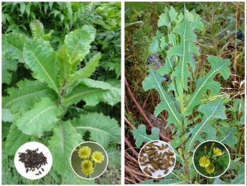 Laitue sauvage (Lactuca virosa) et laitue épineuse (L. serriola) l'acheteur obtient les deux - Photo 1/8