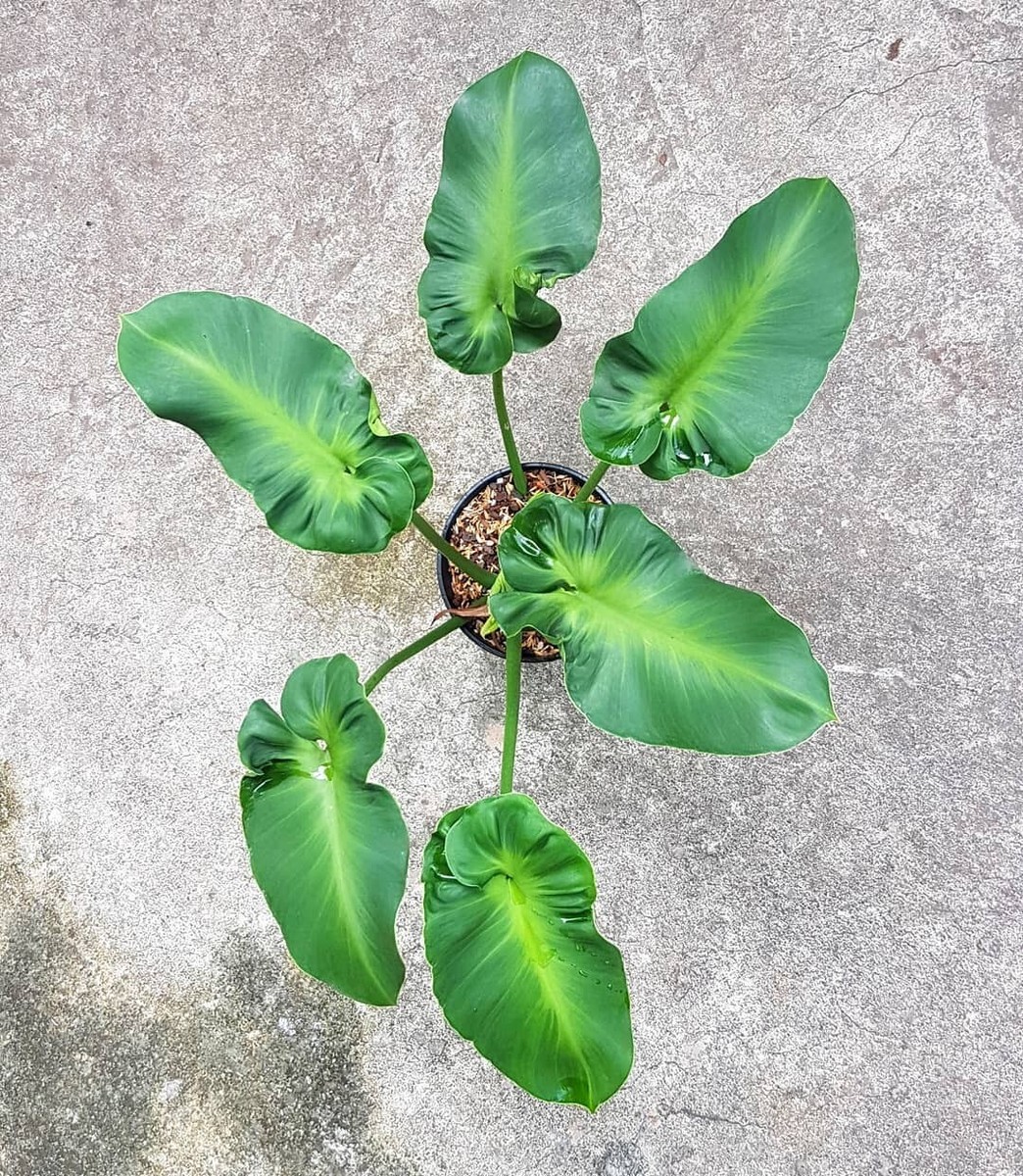 Philodendro Rugosum Aberrant Form | eBay