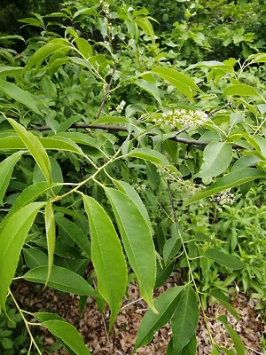 HUNDREDFOLD Black Cherry Tree 10 Seeds Prunus serotina Canada Native Wild Black Cherry Rum