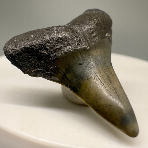 Uncommonly Offered 1.17" Fossil Extinct Serrated Mako Shark - I. escheri-Holland - Picture 3 of 4