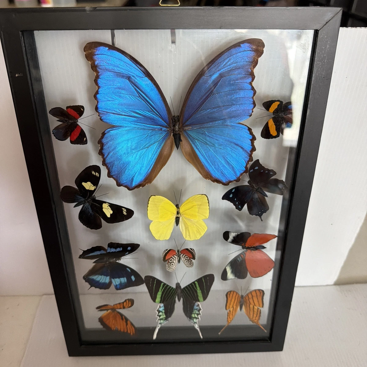复古蝴蝶标本剥制术| eBay