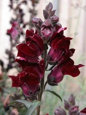 35+ Digitalis Foxglove Black Beauty Flower Seeds / Biennial    *