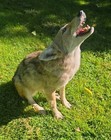 Full-Body COYOTE Taxidermy Sitting Howling — photo 3