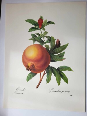 Schönste Blumen Pflanze P J Redoute großer Farbdruck Grenadier