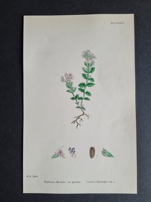 Antique 1873 print - English Botany - Euphrasia officinalis - Common Eyebright