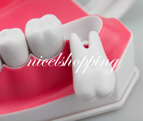 2x Large Dental Teaching Teeth Model w / Toothbrush Dentist Oral Hygiene Tool - Afbeelding 3 van 8