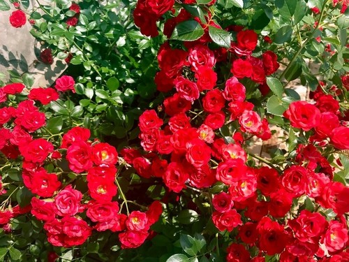 Bodendeckerrose SCARLET MEIDILAND, 10-20 cm, im Topf - Bild 1 von 4