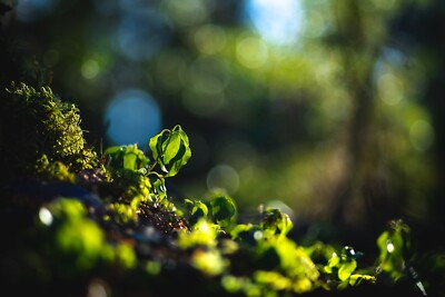135mm F2.8 Objektiv passend für Canon RF EOS Sharp Smooth Bokeh Retro Künstlerisch Verträumt