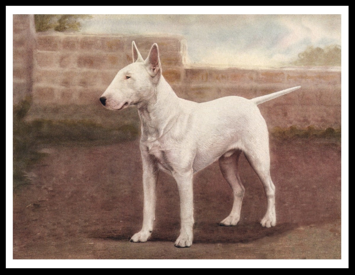 BULL TERRIER VINTAGE STYLE A4 SIZE DOG ART PRINT POSTER UK