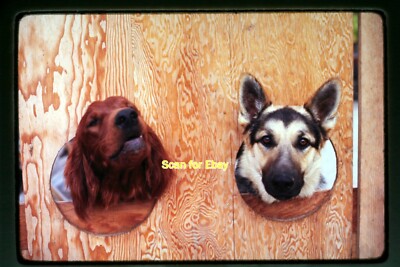 Irish Setter German Shepherd Dog in 1971, Original Slide aa 3-2a