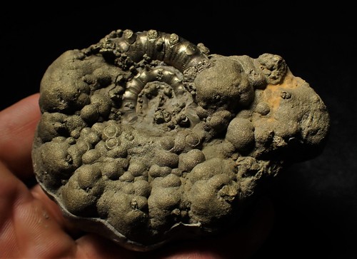 Large pyrite Eoderoceras ammonite fossil 82 mm Jurassic Coast Fossils UK geology - Picture 7 of 7
