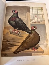 Victorian Illustrated Book of Pigeons Standards for Judging ROBERT FULTON c1874
