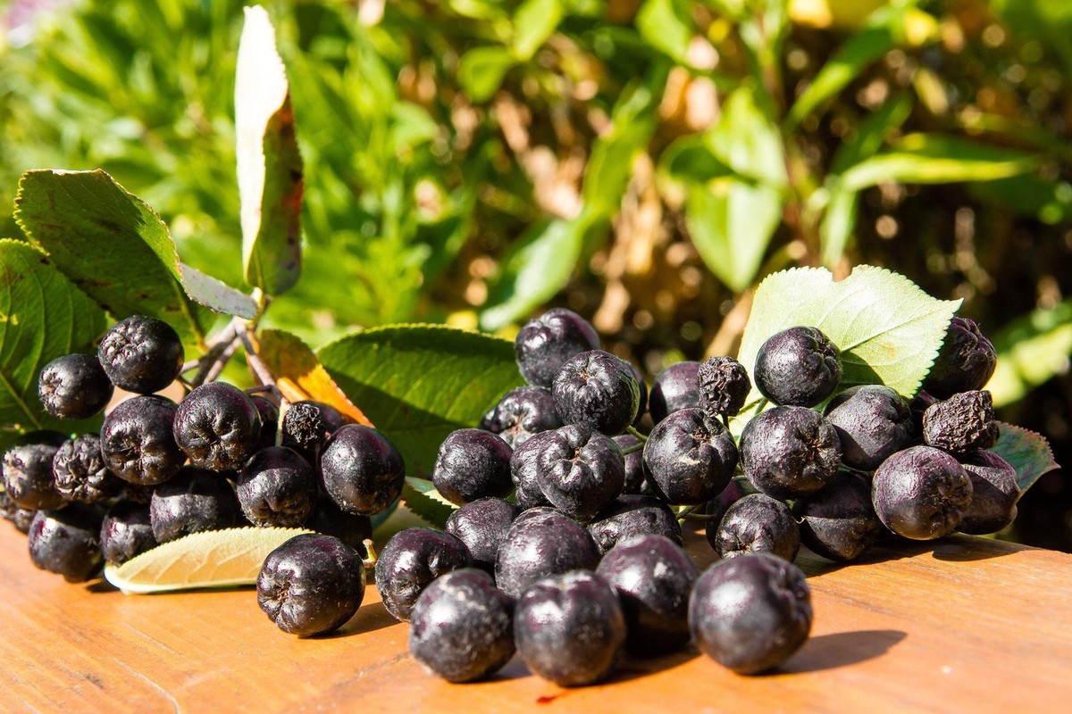 30 PURPLE CHOKEBERRY Aronia Prunifolia White Flower Fruit Shrub