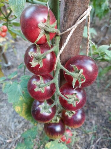 Tomate Schwarze Erdbeere Kirschtomate - Black Strawberry tomato 10+ Samen P 507 - Bild 1 von 1