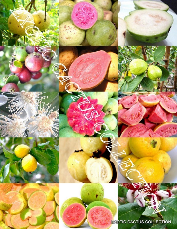 GUAVA FRUIT MIX exotic tropical guayaba rare plant Psidium guajava seed