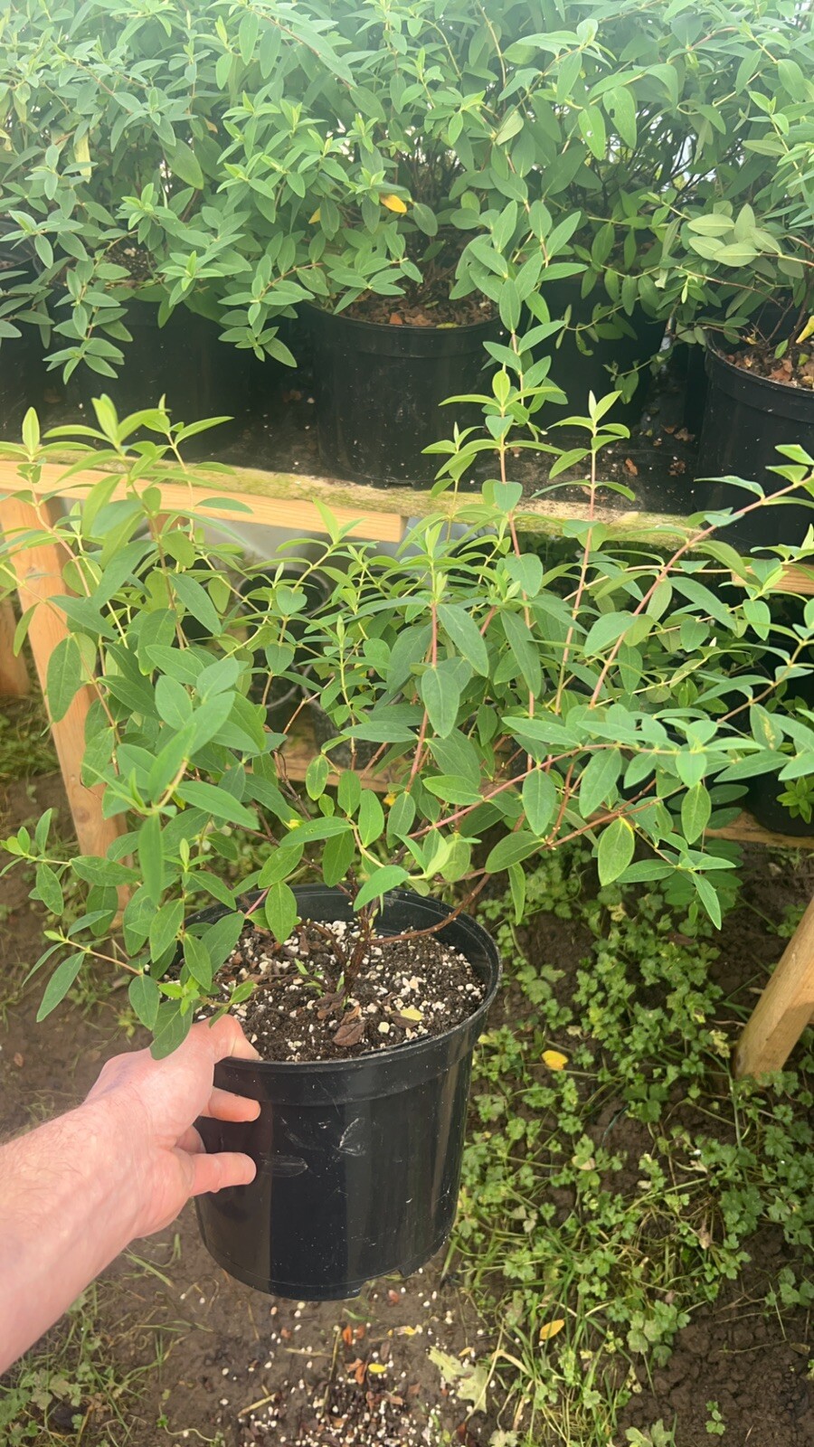 Picture 2 of 2