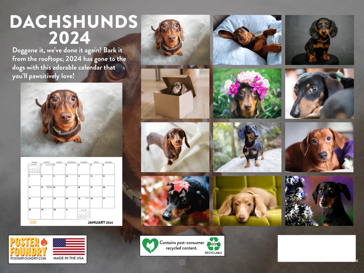 Dachshund Calendar 2024 Monthly Wall Calender | eBay