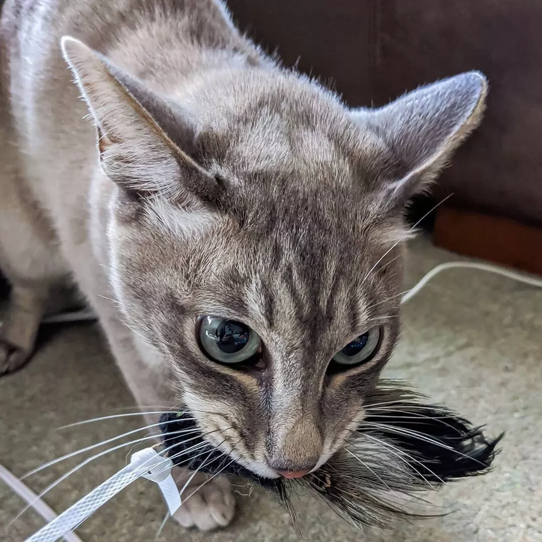 Realistic bird cat toy discount