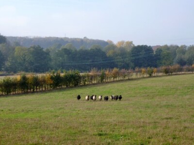 Photo 6x4 Nine sheep in a field Daw's Cross Five black, four white with b c2015