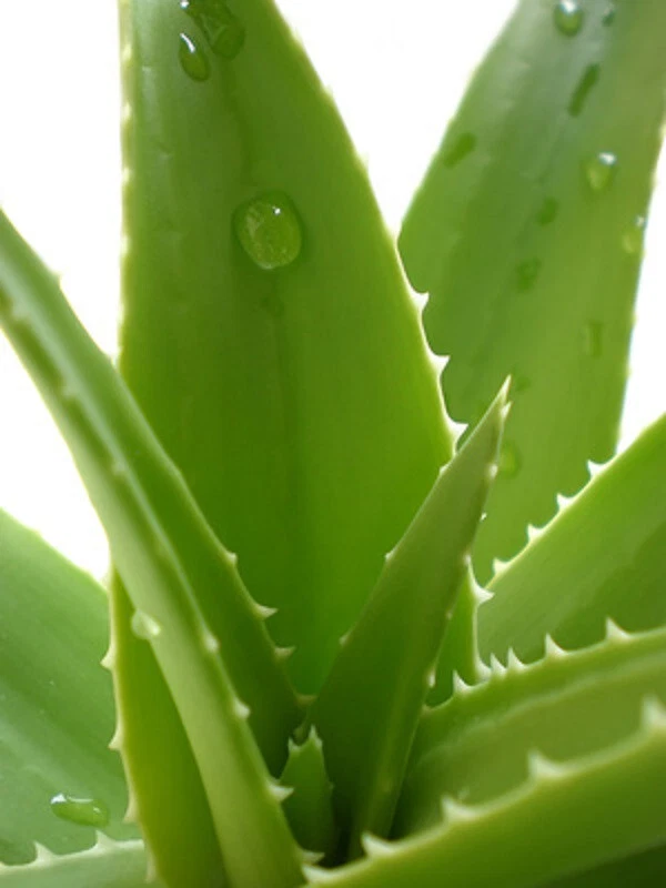babaria - aloe vera crema corporal 400 ml Babaria Coconut Body Cream 400 ml main image 1