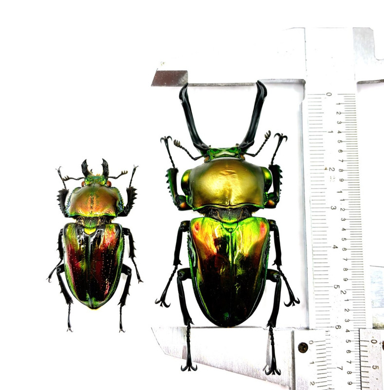 Phalacrognathus muelleri rainbow stag beetle general pair XXL !! 63 +mm * 39+ mm
