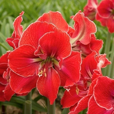 DYNAMITEDEALS35 Jumbo Amaryllis MAGICAL TOUCH 36+ centimeters - US Seller
