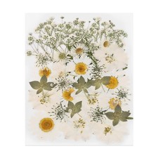 36 Pcs Dried Pressed Flower Leaves Bulk for Resin, Beige